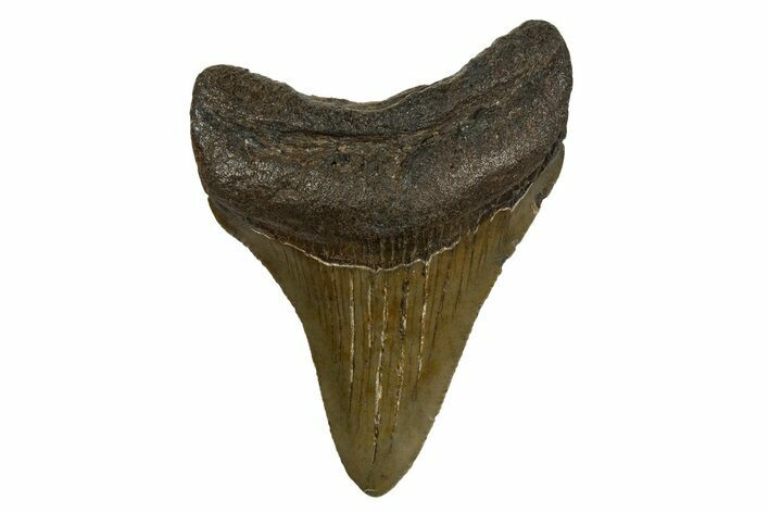 Serrated, Juvenile Megalodon Tooth - South Carolina #310105